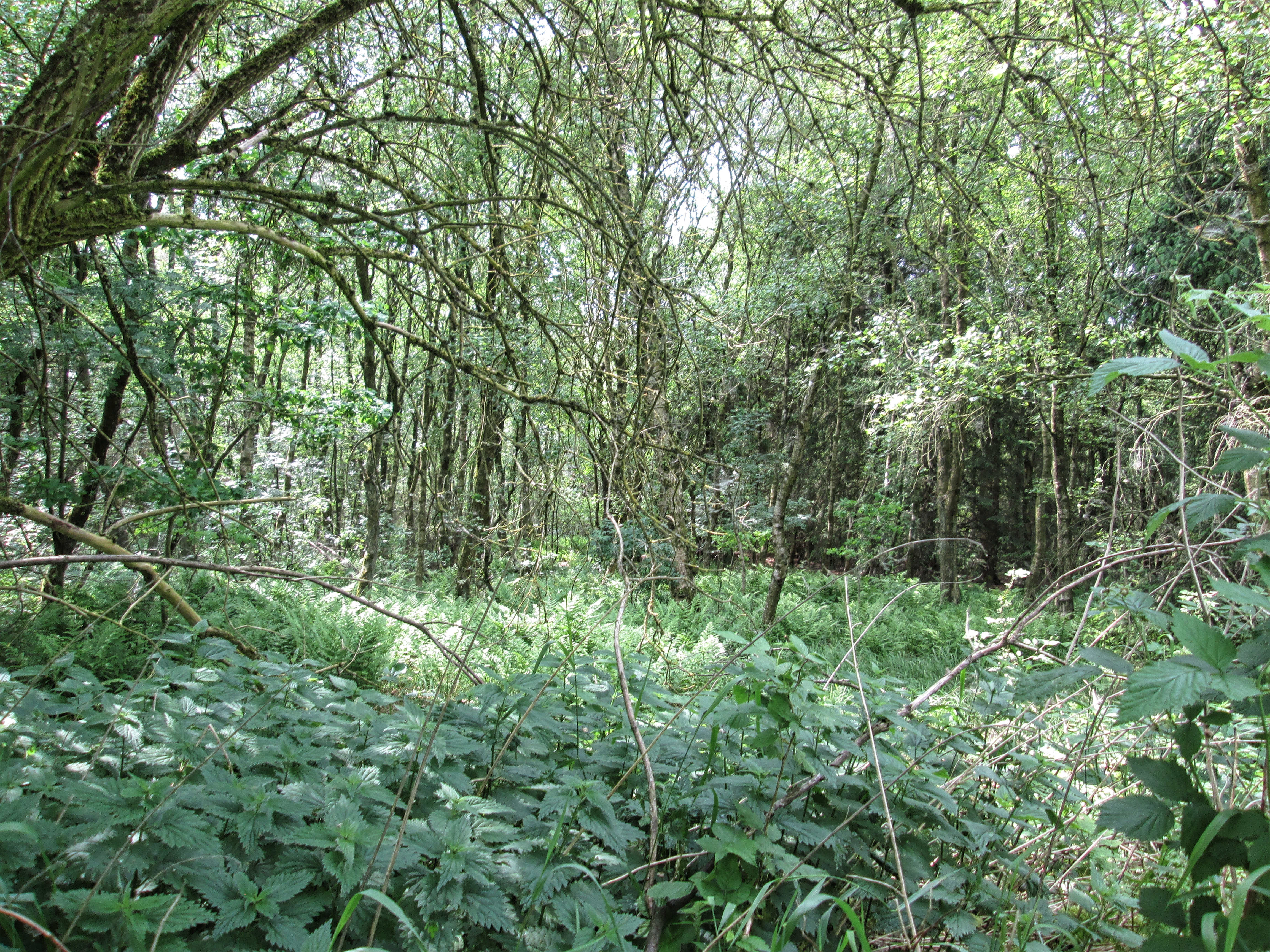 Planter og træer ved Asferg Mose
