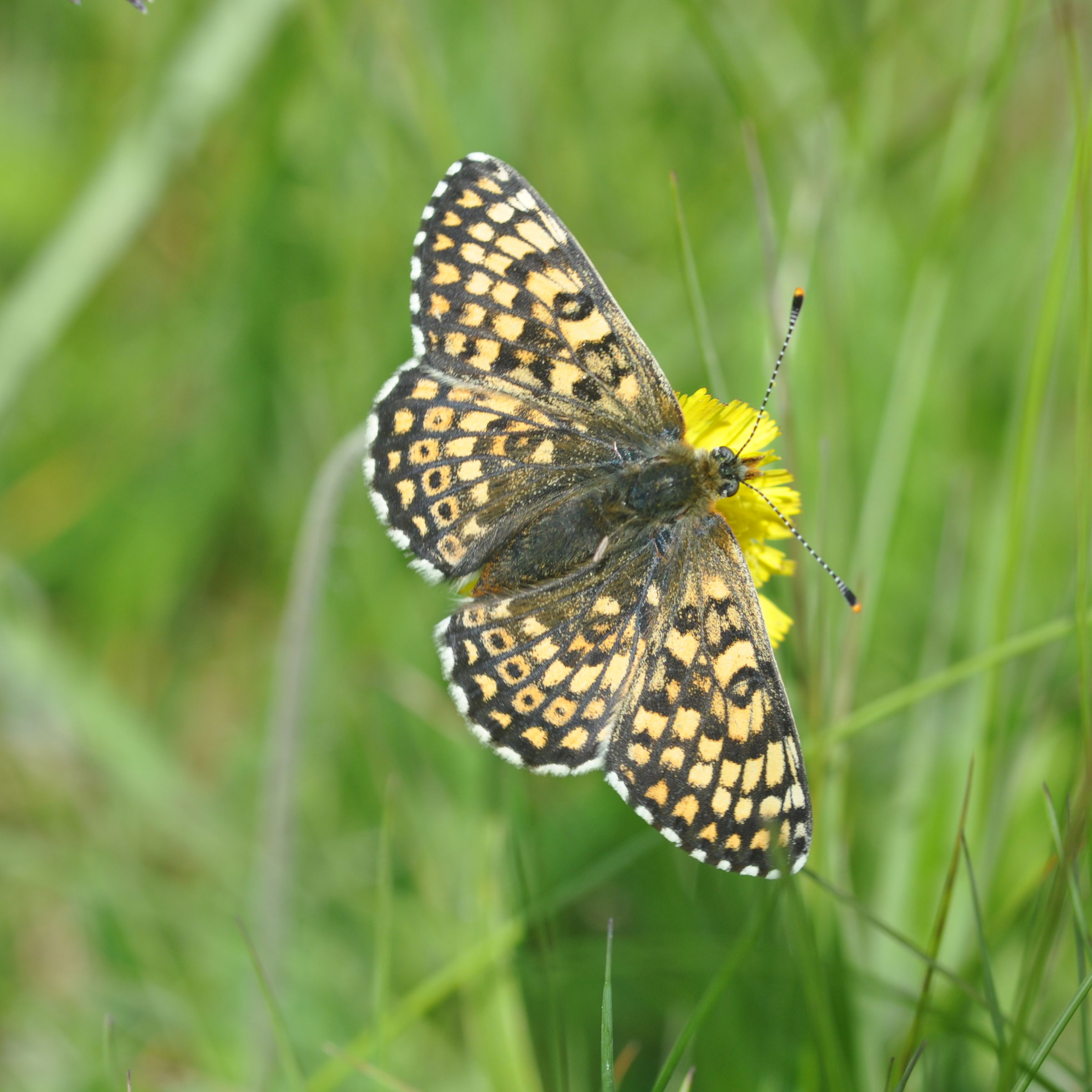Sommerfugl