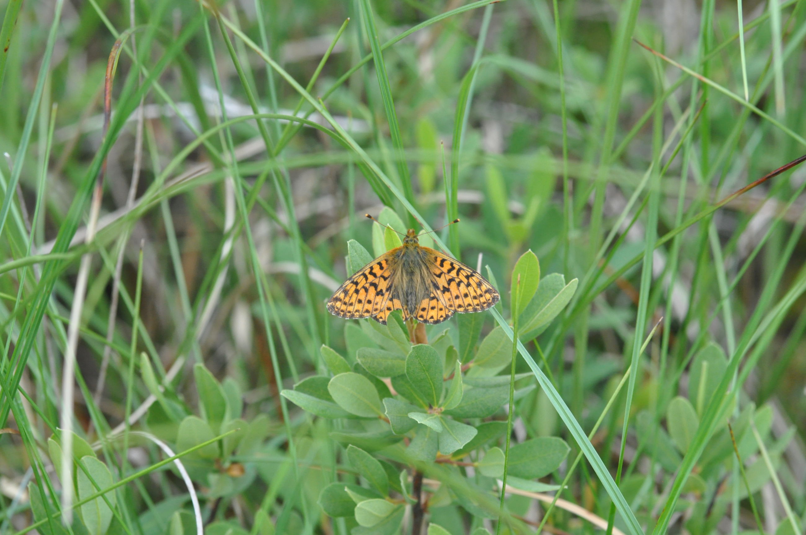 Moseperlemorssommerfugl