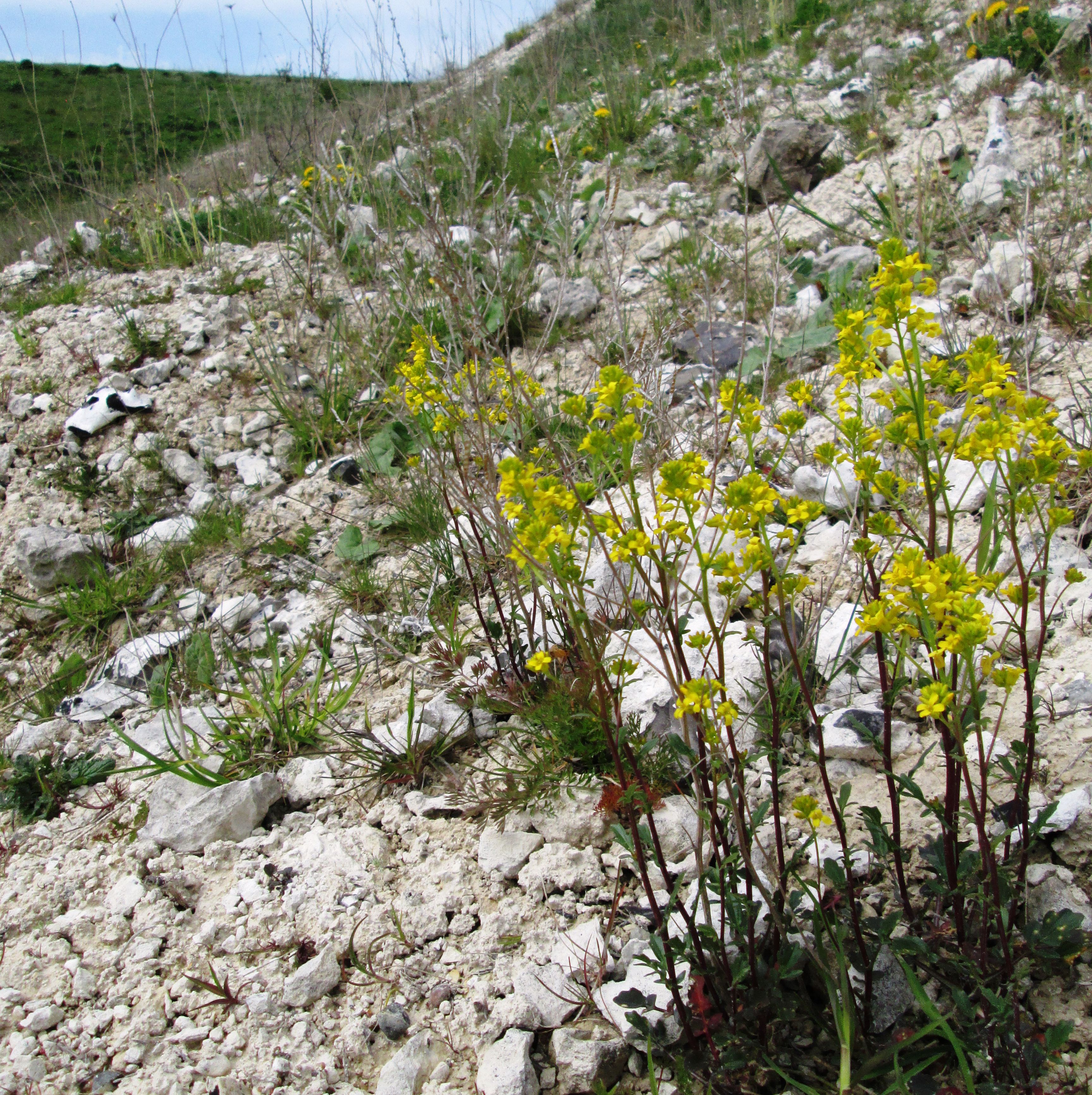 Blomster i Dalbyover Kalkgrav