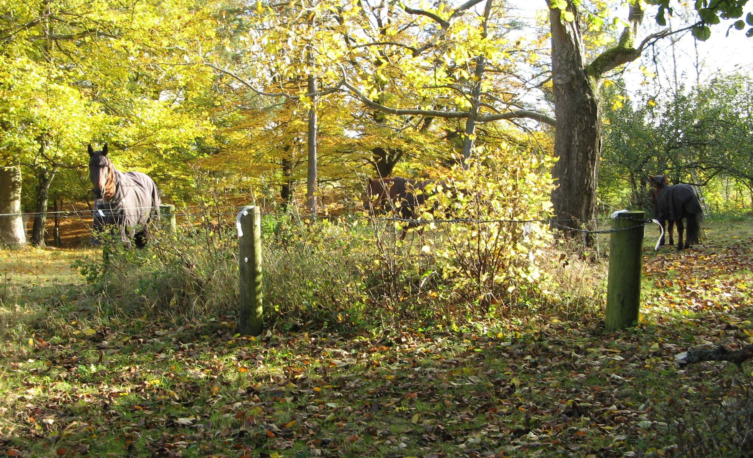 Heste i Romalt Bakker