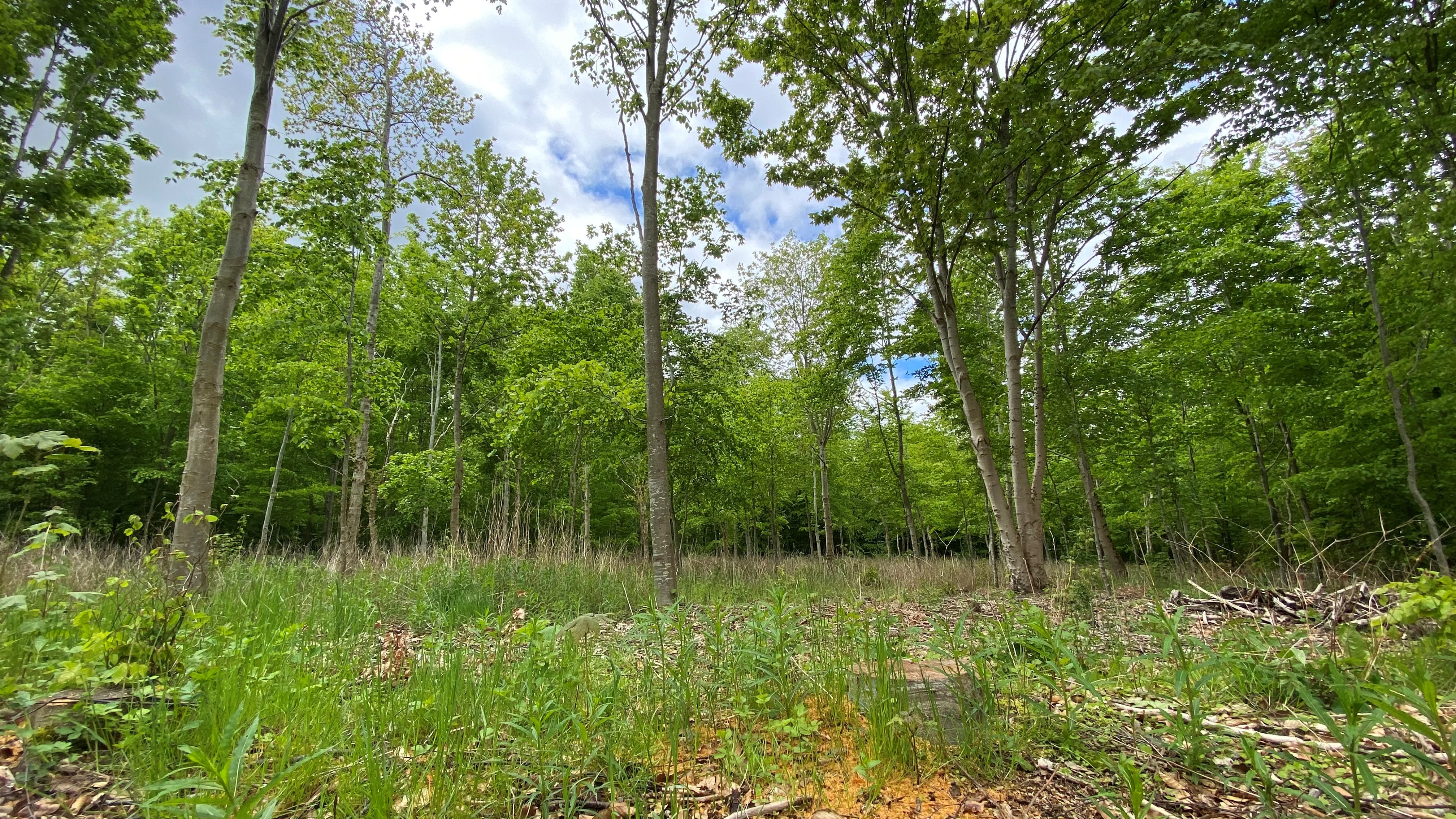 Søndre Urnebegravelsesplads i Lykkeshøj Skov