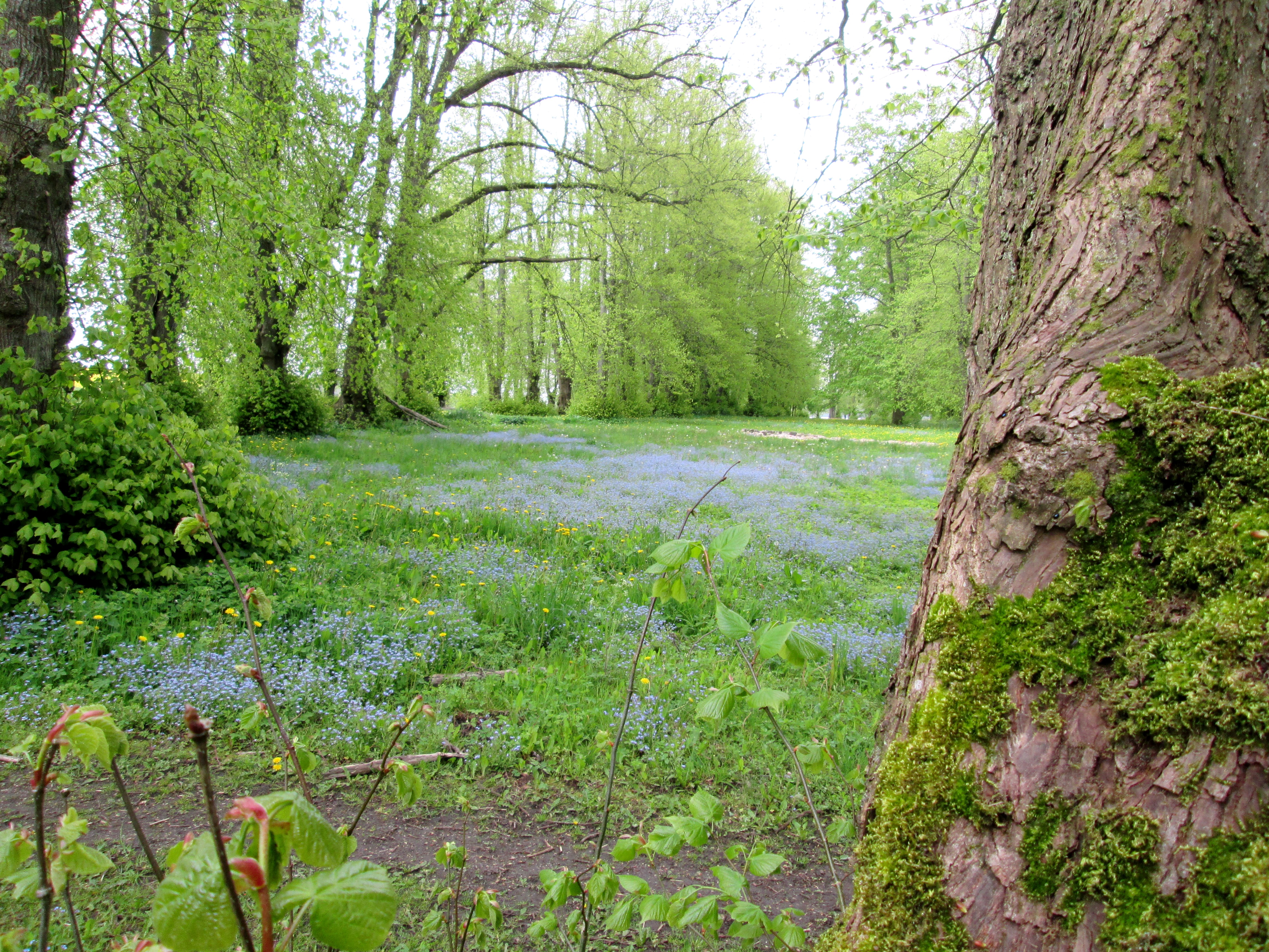 Eng ved Fussing Sø og Gammelhave