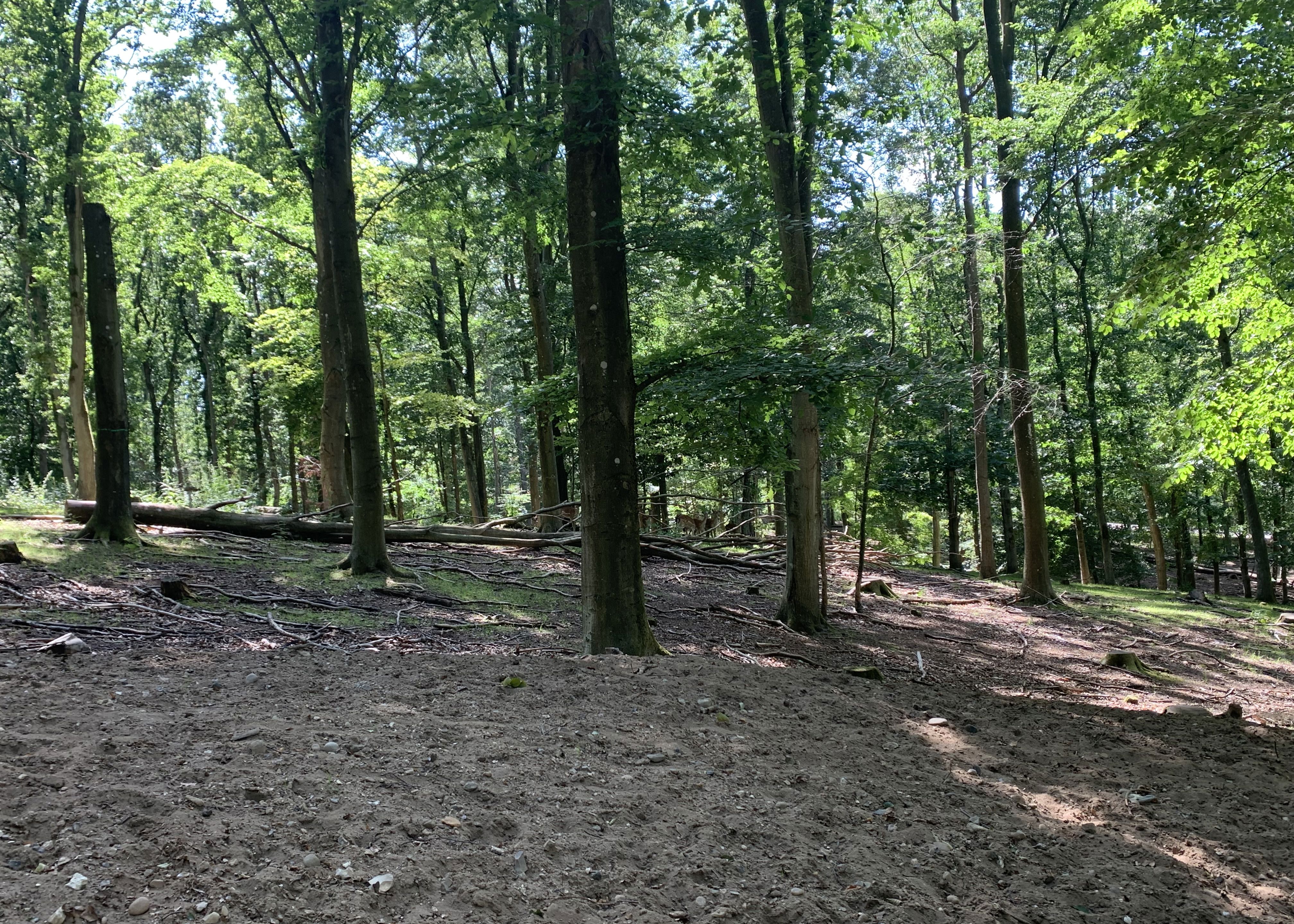 Dådyr i Randers Dyrehave