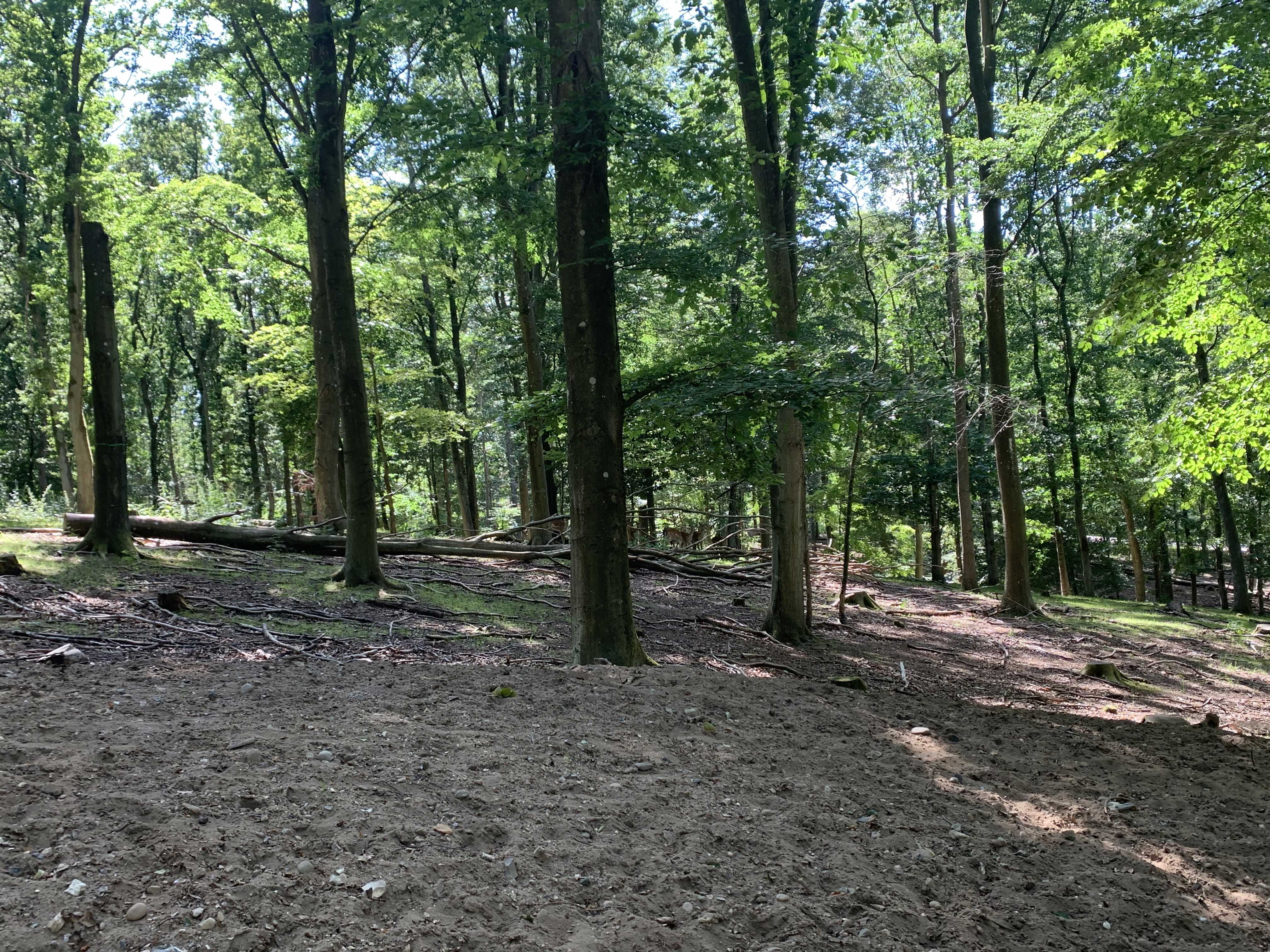 Dådyr i Randers Dyrehave