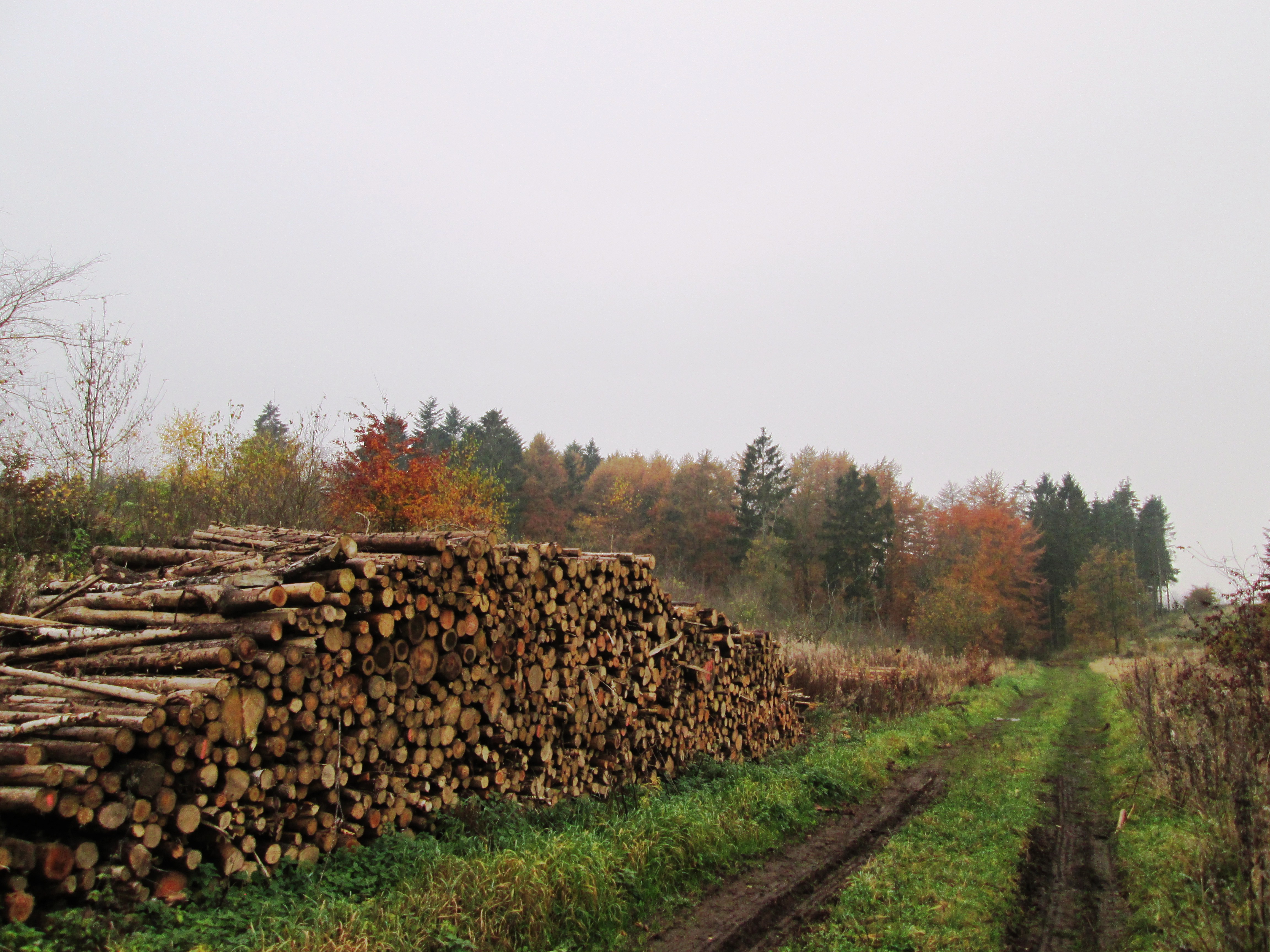 Sti ved brændestabel