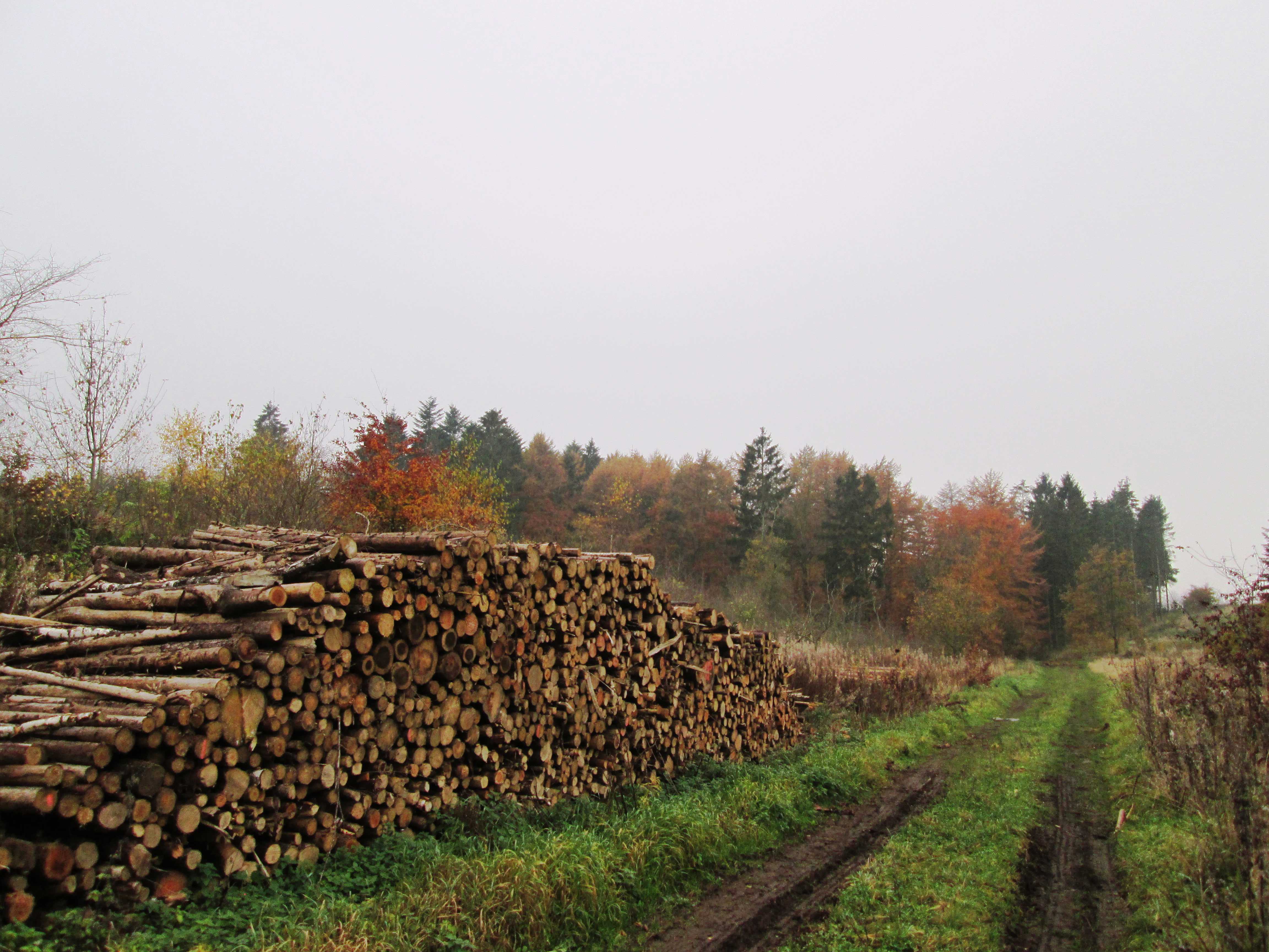 Sti ved brændestabel